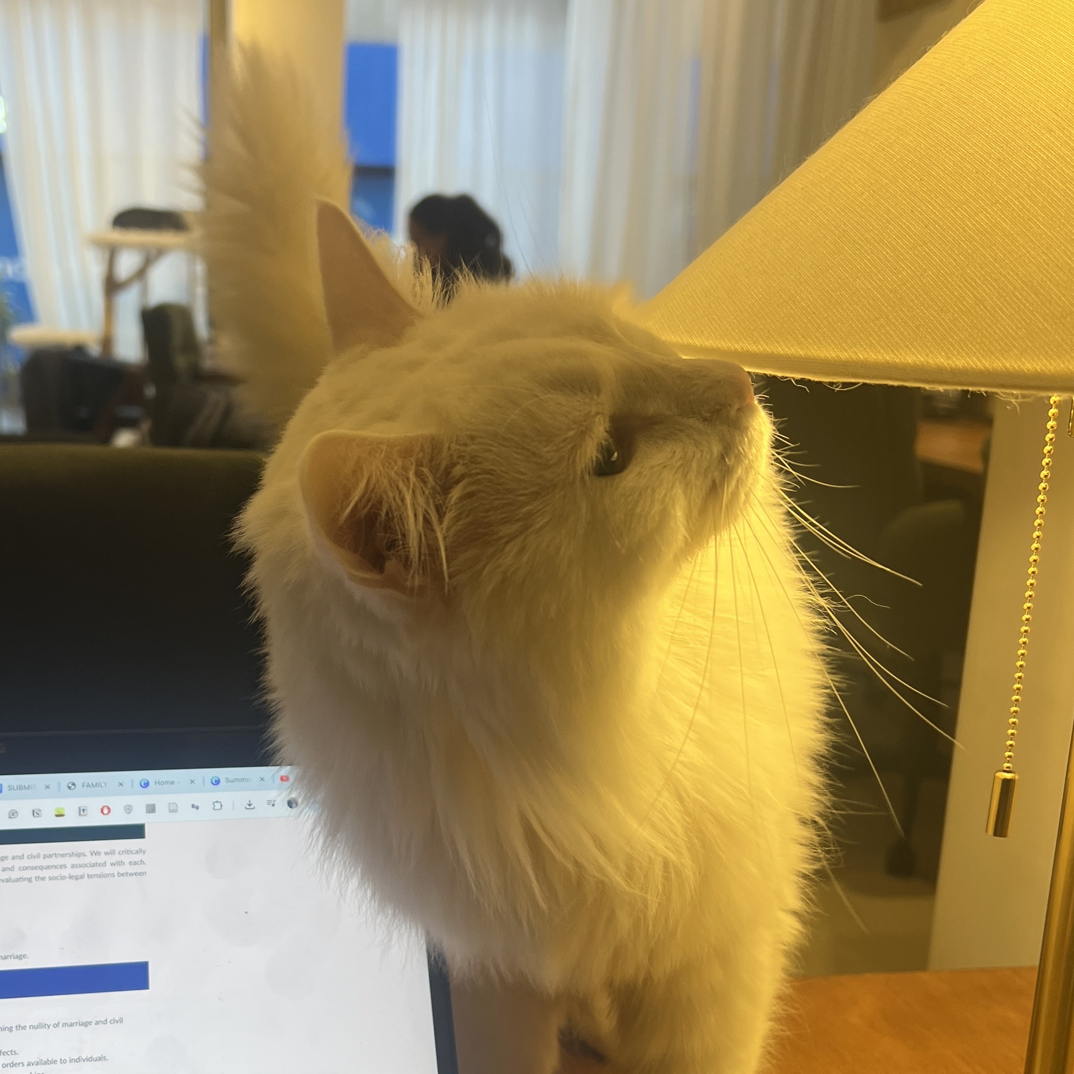 A cat interrupting family law revision